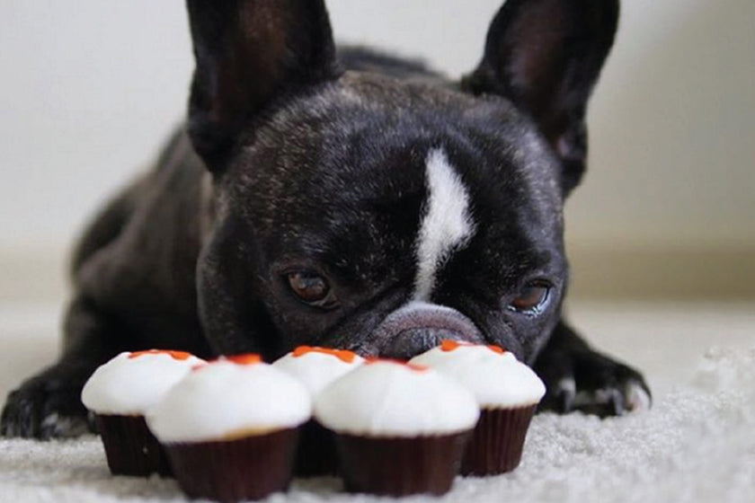 Sprinkles Cupcakes Bakery, ATM, Online Ordering, Nationwide Shipping